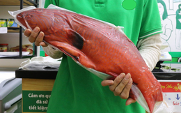 Cá Mú đỏ cực hiếm có giá bằng cả chỉ vàng