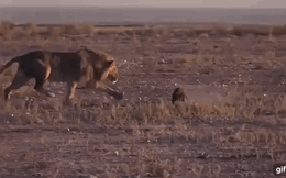 Đến sư tử đực cũng "ngẩn người" vì bị con mồi này phản kích, không thể xuống tay nổi