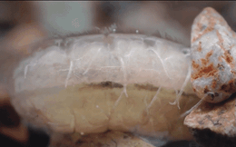 Video: Ấu trùng chế tạo bộ giáp độc nhất thế giới động vật bằng tơ và đá