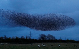 24h qua ảnh: Chim sáo đá bay kín bầu trời ở Scotland