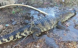 Người dân hoảng hốt phát hiện cá sấu dài gần 2m, nặng 20kg trên Quốc lộ 1A