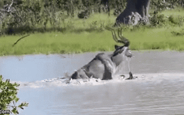 Video: Thủy chiến căng thẳng, linh dương vằn Kudu tung vó dìm chó hoang xuống nước