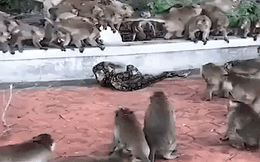 Cả bầy khỉ cố giải cứu thành viên đang rơi vào vòng siết "tử thần" của trăn vua