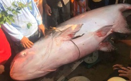 Bắt được cá "khủng" quý hiếm nặng hơn 230kg, vội bán cho thương lái: Mọi chuyện đã lỡ rồi!