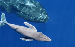 Sau khi sinh chưa tới 20 phút, chuyện gì xảy ra với cá voi lưng gù con?