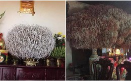 Hương cuốn tàn có thực sự mang lại tài lộc cho gia đình dịp Tết Nguyên đán?
