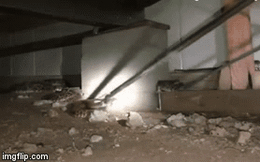 Video: Kinh hoàng phát hiện 45 con rắn chuông cực độc “sinh sôi nảy nở” dưới sàn nhà