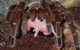 Sự thật về loài nhện ăn chim Goliath: Kẻ săn mồi khét tiếng nhưng ẩn chứa đầy nghịch lý
