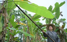Nghề độc ở Hà Nội: Bán lá chuối rừng, kiếm hàng chục triệu đồng mỗi tháng