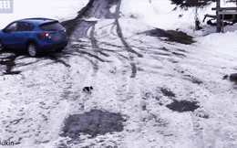 Video: Kinh ngạc khoảnh khắc chú chó chạy nhanh như chớp cứu bạn khỏi bánh xe tử thần