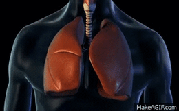 Giải mã bí ẩn cơ thể người: Lá phổi cũng chỉ như cái xô chứa đầy máu