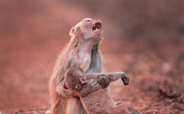 Video: Xót xa hình ảnh khỉ mẹ ôm xác con trên tay không rời