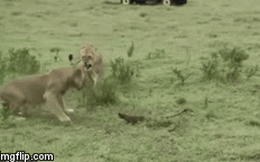 Video: Phát hiện 3 con sư tử đột nhập, cầy Mangut lao ra khỏi hang điên cuồng tấn công