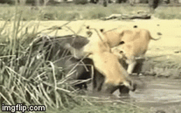 Video: Sư tử thay nhau "ra đòn" khiến trâu rừng kiệt sức trong vũng bùn