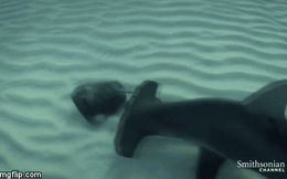 Cá mập đầu búa truy sát cá đuối giữa lòng đại dương: Kết cục thảm thương