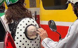Bàn tay già nhăn nheo và biểu cảm của chú mèo trong balo khiến người đi đường thích thú