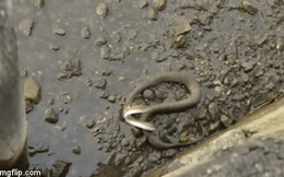 Cuộc chiến sinh tồn: Bị rắn cắn chặt, lươn vẫn trốn thoát ngoạn mục bằng "vũ khí" không ngờ