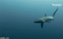 Video: Cá mập cáo vung "roi" quật chết con mồi giữa lòng đại dương