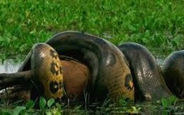 Video: Trăn Anaconda siết chết con chuột khổng lồ nặng 50kg