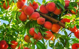 Hướng dẫn từng bước trồng được chậu đào sai trĩu quả từ hạt