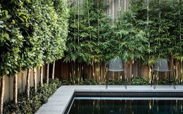Quanh nhà có cây, bạn hãy kiểm tra ngay 9 điều phong thủy dưới đây