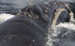 Tiếng hát của cá voi đầu bò quý hiếm khiến các nhà khoa học sửng sốt