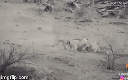 Video: Lợn lòi "cao số" thoát chết thần kỳ trước nanh vuốt đàn sư tử