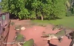 Video: Cá sấu tung đòn hiểm, cắn đứt lìa chân đồng loại