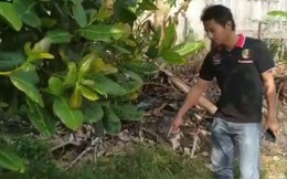 Thấy mèo cưng chạy tới bụi rậm rồi kêu thảm thiết, người đàn ông phát hiện sự thật kinh hoàng