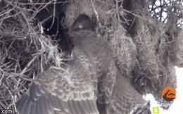 Video: Diều hâu bới nát tổ chim sẻ, lôi con mồi ra ngoài ăn thịt