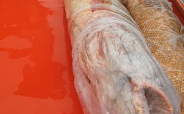 Ngư dân miền Tây bắt được cặp cá sủ vàng "khủng"