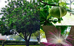 Ngắm bàng vuông Trường Sa nở hoa kết trái giữa lòng Sài Gòn