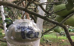 Đặc sản Tết: Từ bưởi sinh học đến gà thảo dược