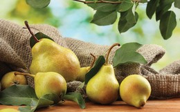 Quả lê trị bệnh