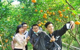 Thị trường hàng Tết: Hoa quả độc lạ lên ngôi