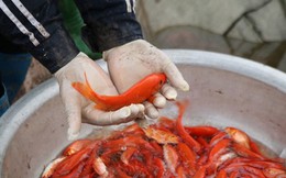 Văn khấn cúng ông Công ông Táo năm 2019 chuẩn nhất