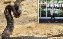 Một vườn thú ở Úc cho phép khách tham quan lấy tên người yêu cũ đặt cho rắn