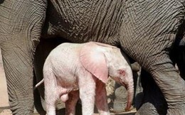 Mục sở thị voi hồng hiếm có ở Nam Phi