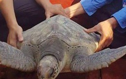 Rùa biển quý hiếm nặng 25 kg mắc lưới ngư dân