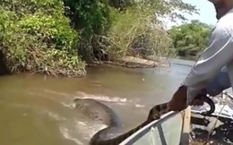 Video: Đang chèo thuyền, bất ngờ đụng độ trăn khủng Anaconda trên sông Amazon
