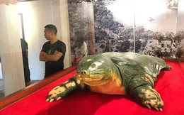 Tiêu bản cụ rùa hồ Gươm được đưa vào trưng bày ở đền Ngọc Sơn