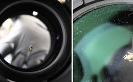 Một con ruồi chui vào ống kính camera 40 triệu, khổ chủ méo mặt mất thêm 9 triệu tiền sửa