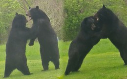 Thích thú hình ảnh hai con gấu đen hỗn chiến như đang 'cãi nhau'