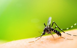 Mách bạn một số cách khiến muỗi không thể đến gần