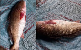 Ngư dân Hà Tĩnh bắt được cá nghi cá sủ vàng quý hiếm nặng 2,5kg