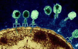 Vũ khí mới chống lại siêu vi khuẩn kháng kháng sinh: Những con virus biến đổi gen