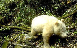 Xuất hiện bằng chứng đầu tiên cho thấy sự tồn tại của gấu trúc trắng