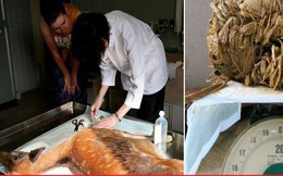 Phát hiện bất ngờ khi mổ xác nai ở Công viên Nara Nhật Bản