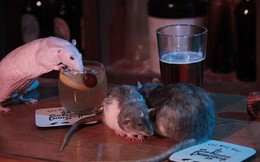Quán bar chuột: Độc đáo hay đỉnh cao của sự kỳ dị?