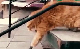 Chú mèo đầu tiên trên thế giới được lắp chân titan giả sau khi bị bỏng lạnh, hoại tử phải cắt bỏ cả 4 bàn chân